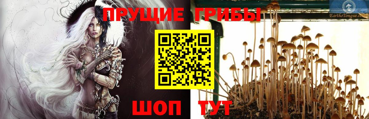 хочу   Касимов  Псилоцибиновые грибы Magic Shrooms 